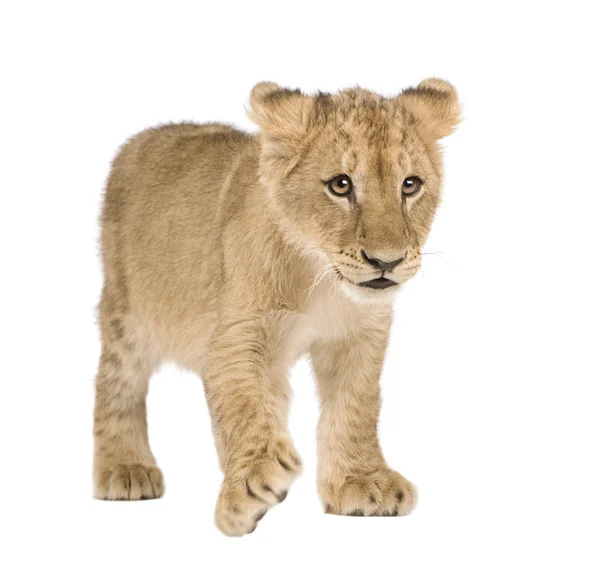 Löwenbaby (4 Monate)) — Stockfoto