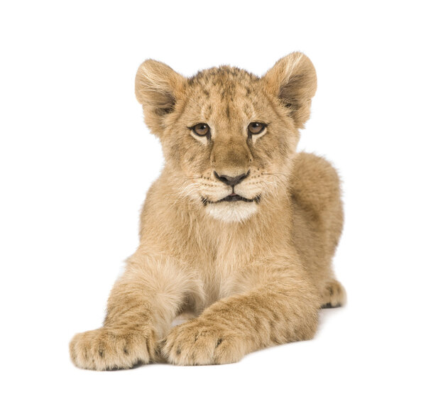 Lion Cub (4 месяца
)