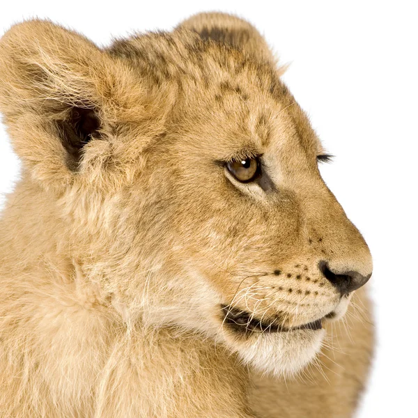 Lion Cub (4 månader) — Stockfoto