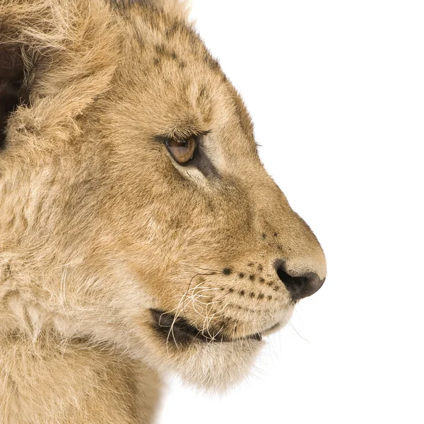 Lion Cub (4 luni ) — Fotografie, imagine de stoc