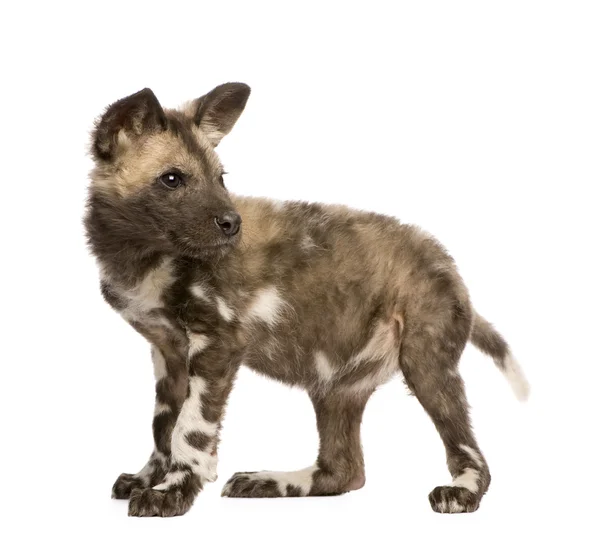 Cachorro de perro salvaje africano (9 semanas) - Lycaon pictus —  Fotos de Stock