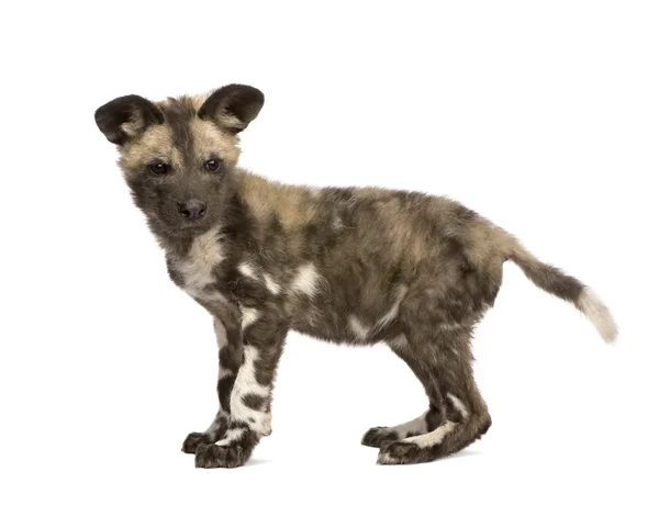 stock image African wild dog cub (9 weeks) - Lycaon pictus