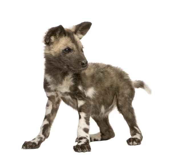 Filhote de cão selvagem africano (9 semanas) - Lycaon pictus — Fotografia de Stock
