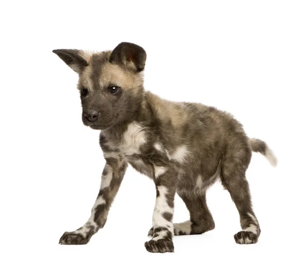 Afrikanischer Wildhund (9 Wochen) - lycaon pictus — Stockfoto