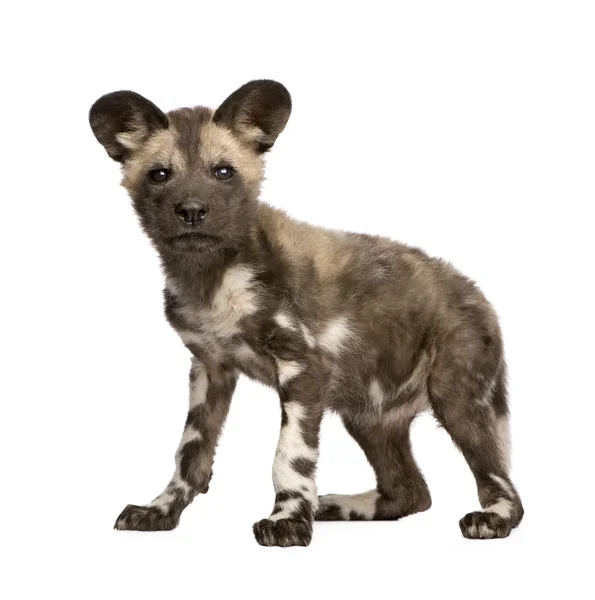 Afrika vahşi köpek yavrusu (9 hafta) - Lycaon pictus — Stok fotoğraf