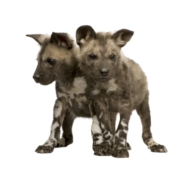 stock image African wild dog cub (9 weeks) - Lycaon pictus