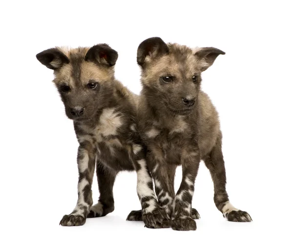 Afrikai pusztaság kutya kölyök (9 héttel) - afrikai vadkutya — Stock Fotó