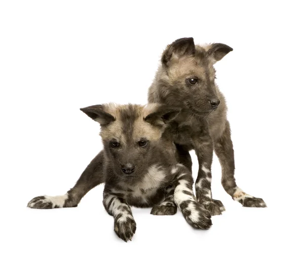 stock image African wild dog cub (9 weeks) - Lycaon pictus