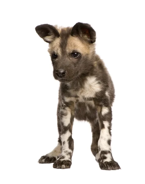Afrika vahşi köpek yavrusu (9 hafta) - Lycaon pictus — Stok fotoğraf