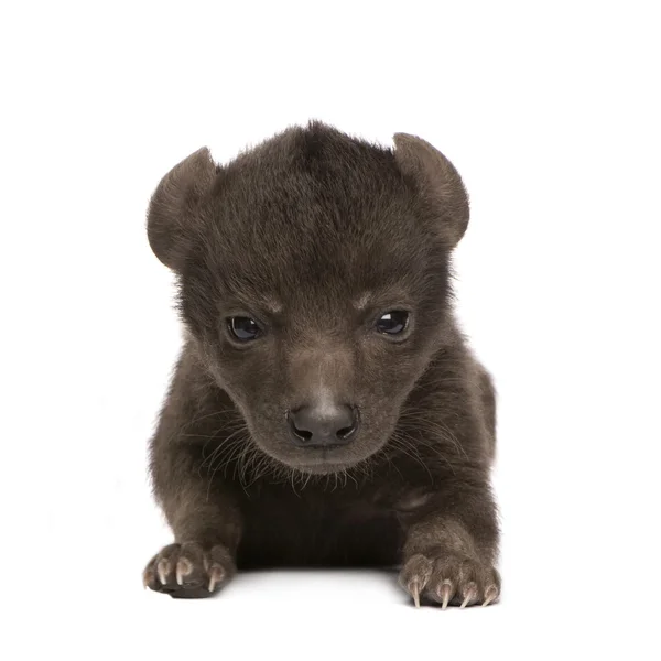Hiena cub (6 dni) — Zdjęcie stockowe