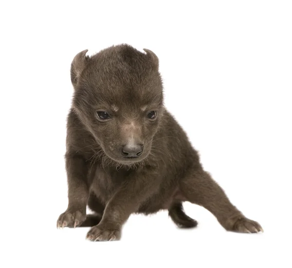 Hyena cub (6 dagar) — Stockfoto