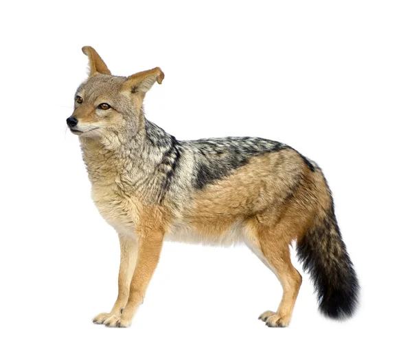Black-backed jackal - Canis mesomelas — Stock Photo, Image