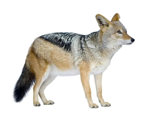 セグロジャッカル - canis の mesomelas — ストック写真