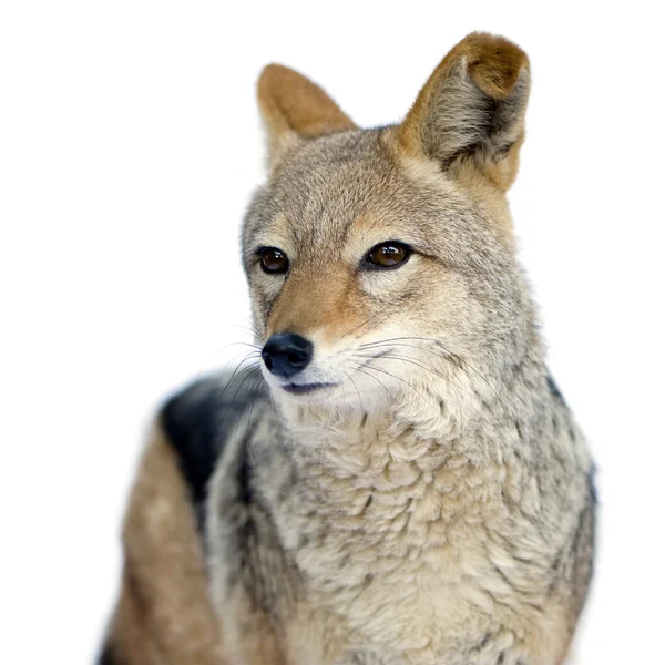 Шакал - Canis mesomelas — стокове фото