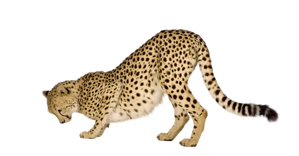 Gepard - acinonyx jubatus — Stock fotografie