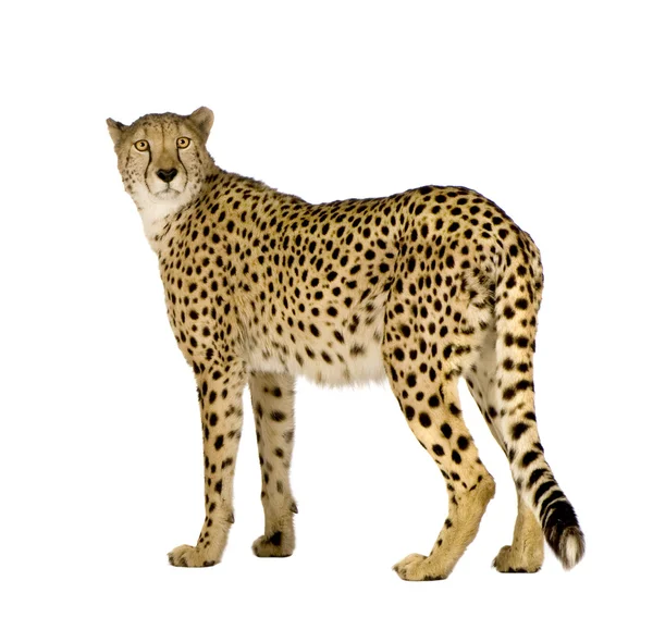 Gepard - acinonyx jubatus — Stockfoto