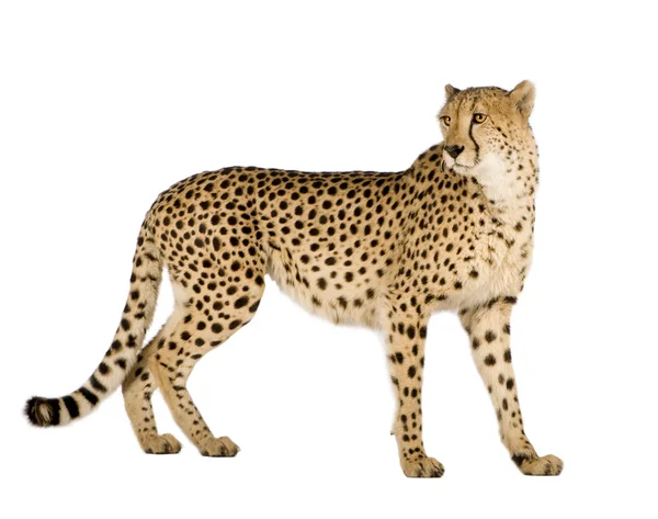 Gepard - acinonyx jubatus — Stock fotografie