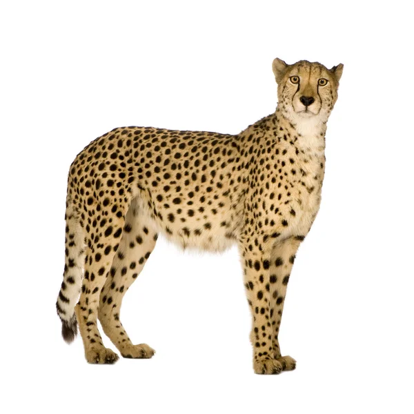 Gepard - acinonyx jubatus — Stockfoto