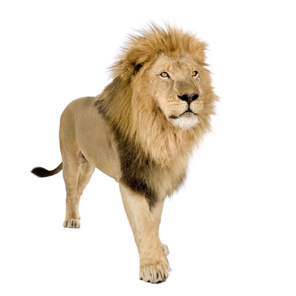 Lion (8 years) - Panthera leo in front of a white background