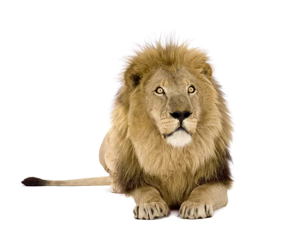 Leão (8 anos) - Panthera leo — Fotografia de Stock