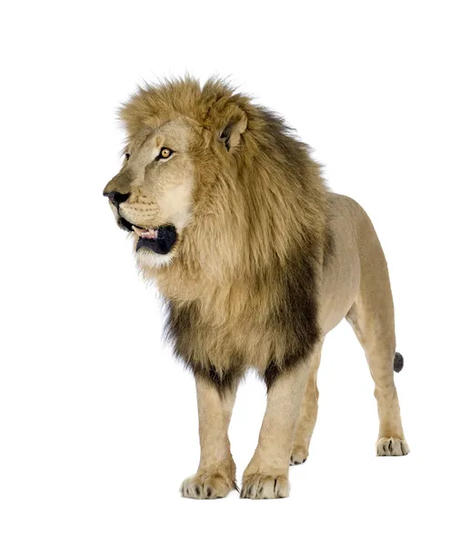 Lion (8 years) - Panthera leo — Stock Photo, Image