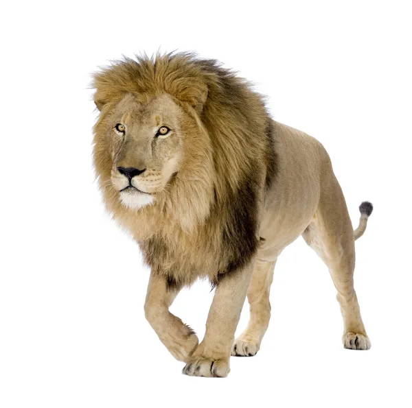 Leone (8 anni) - Panthera leo — Foto Stock