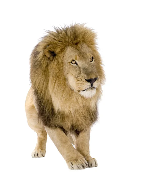 Leão (8 anos) - Panthera leo — Fotografia de Stock