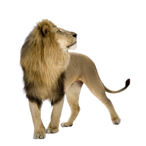 Lion (8 år) - Panthera leo — Stockfoto