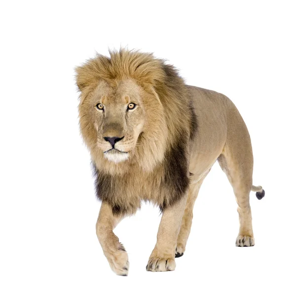 Лев (8 років) - лев — стокове фото