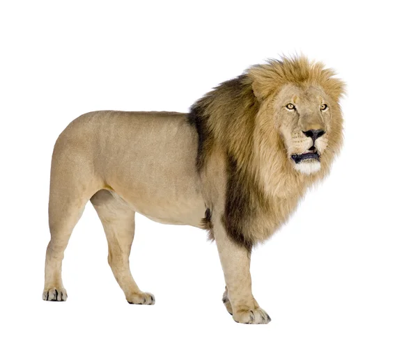 Lion (8 år) - Panthera leo — Stockfoto