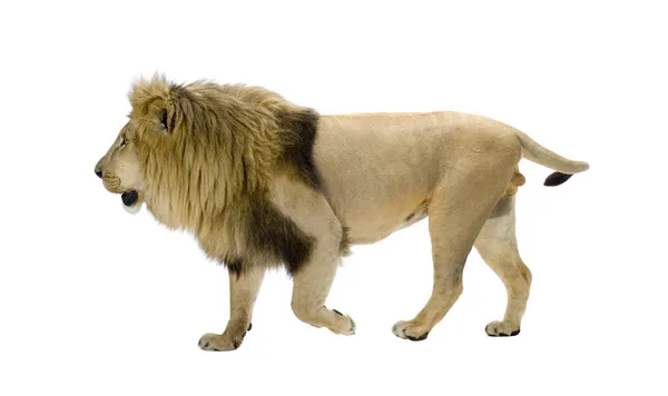 สิงโต (8 ปี) Panthera ลีโอ — ภาพถ่ายสต็อก