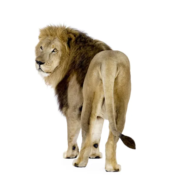 Lion (8 lat) - Panthera leo — Zdjęcie stockowe
