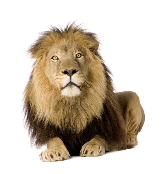 Aslan (4 ve buçuk yıl) - Panthera leo — Stok fotoğraf