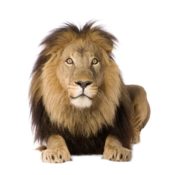 Löwe (viereinhalb Jahre) - Panthera leo — Stockfoto