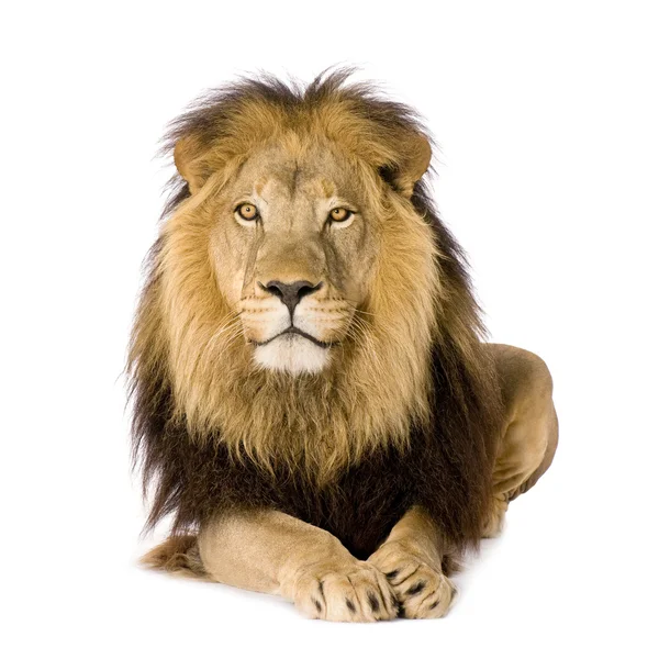 Leone (4 anni e mezzo) - Panthera leo — Foto Stock