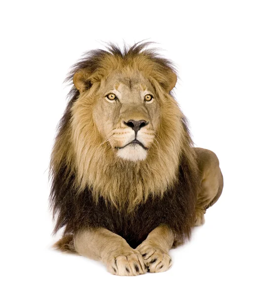 Lew (4 i pół roku) - Panthera leo — Zdjęcie stockowe
