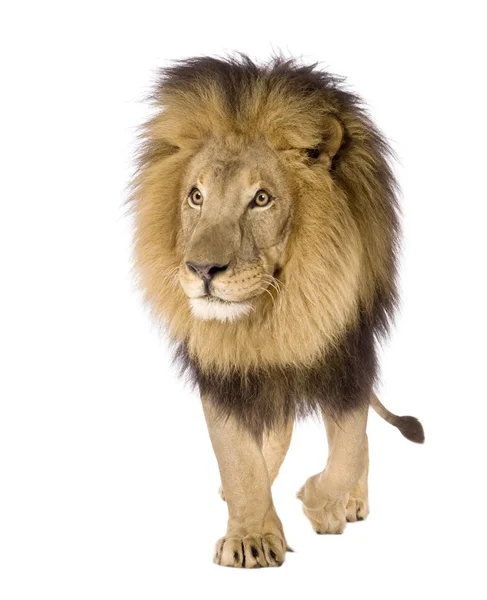 Leeuw (4 en een half jaar) - Panthera leo — Stockfoto