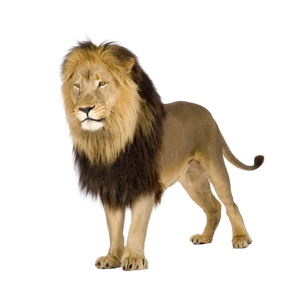 Lion (4 с половиной года) - Panthera leo — стоковое фото