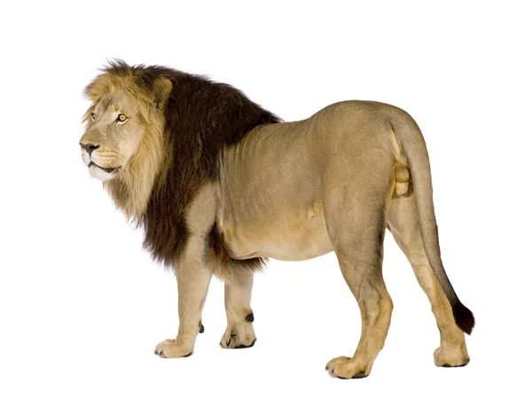 Leone (4 anni e mezzo) - Panthera leo — Foto Stock