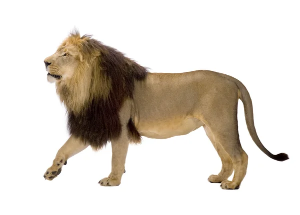 Lion (4 and a half years) - Panthera leo — Stock Photo, Image