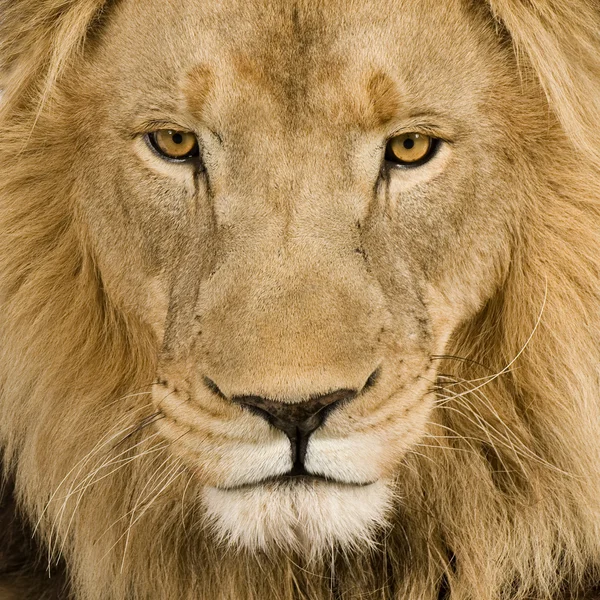 对一只狮子的头部 （4 和一年半的时间-） 猫科特写利奥 — 图库照片