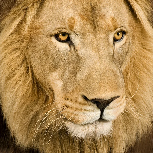 Крупный план на голове льва (4 с половиной года) - Panthera leo — стоковое фото