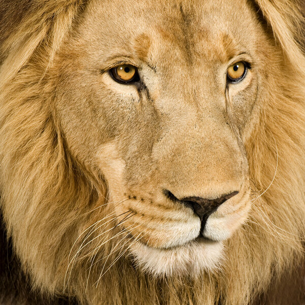 Close-up on a Lion's head (4 and a half years) - Panthera leo in front of a white background