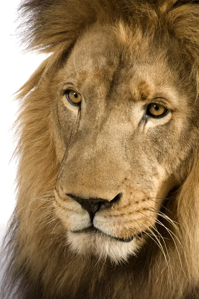 Primer plano sobre la cabeza de un León (4 años y medio) - Panthera leo —  Fotos de Stock