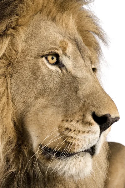 Primer plano sobre la cabeza de un León (4 años y medio) - Panthera leo —  Fotos de Stock