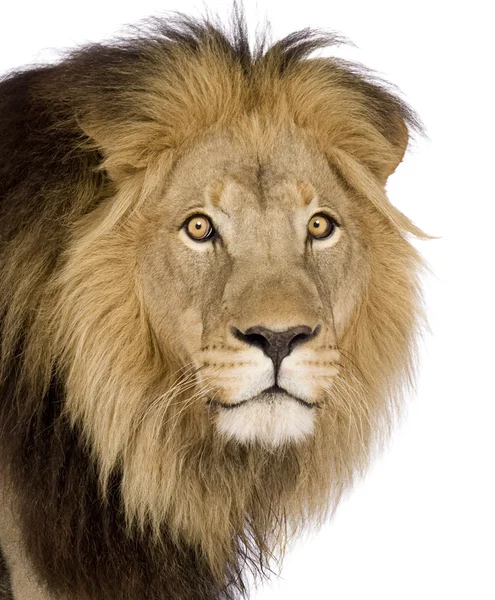 Primo piano sulla testa di un leone (4 anni e mezzo) - Panthera leo — Foto Stock