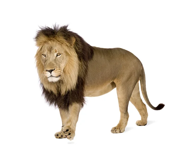 Lion (4 с половиной года) - Panthera leo — стоковое фото