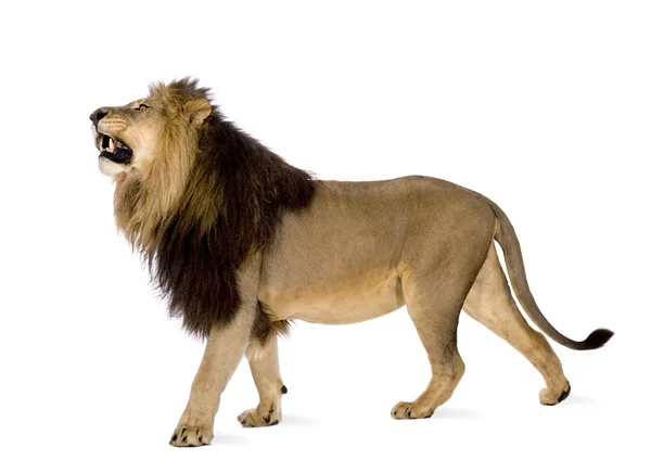 Lion (4 ans et demi) - Panthera leo — Photo