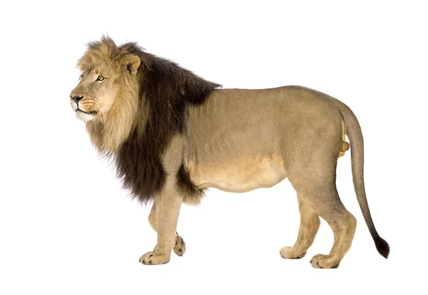 Λιοντάρι (4 και μισό χρόνια) - Panthera leo — Φωτογραφία Αρχείου