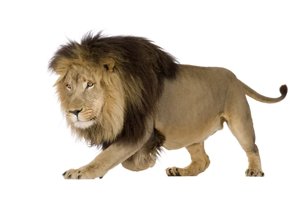 Лев (4 з половиною років) - лев — стокове фото